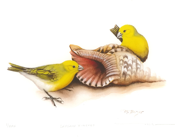 Laysan Finch (Giclee) - Fringillidae Telespyza cantans