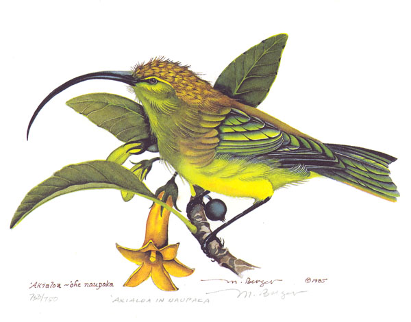 Akialoa - Fringillidae Hemignathus obscurus