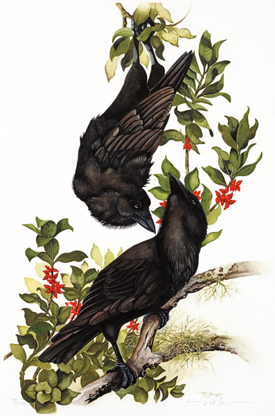 Alala - Corvidae Corvus hawaiiensis