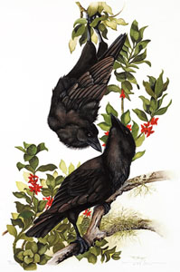 M Berger: Alala - Corvidae Corvus hawaiiensis