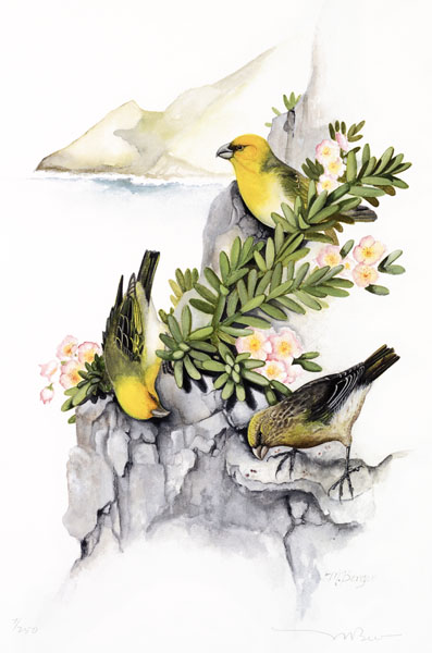 Nihoa Finch - Fringillidae Telespiza ultima