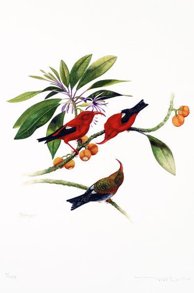 I'iwi - Fringillidae Vestiaria coccinea