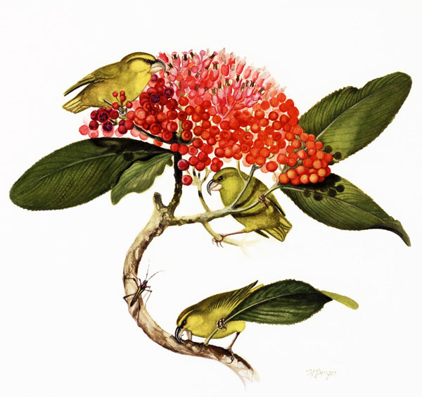 Kiwikiu - Fringillidae Pseudonestor xanthophrys