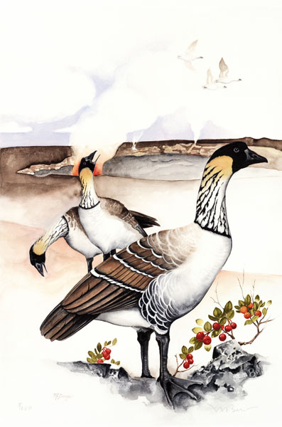 Nene - Anatidae Branta sandvicensis