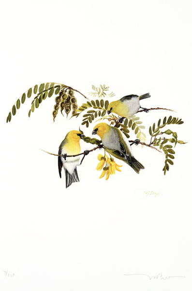 Palila - Fringillidae Laxioides bailleui