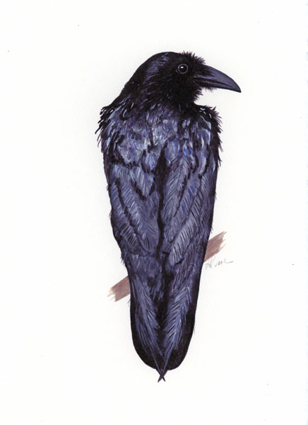 Common Raven, Corvidae Corvus corax
