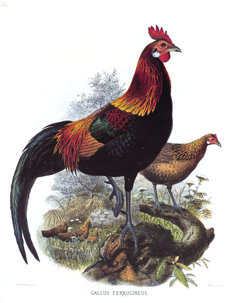 Red Jungle Fowl - Phasianidae Gallus gallus