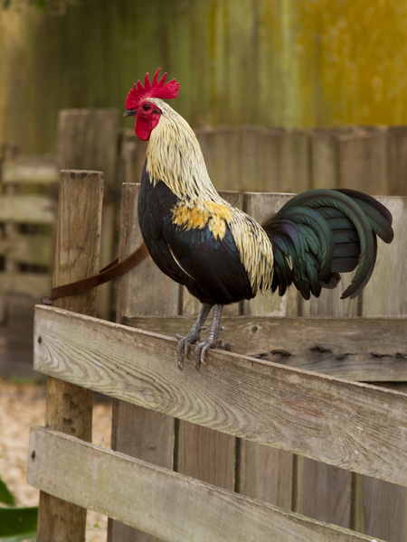 Bantam Rooster