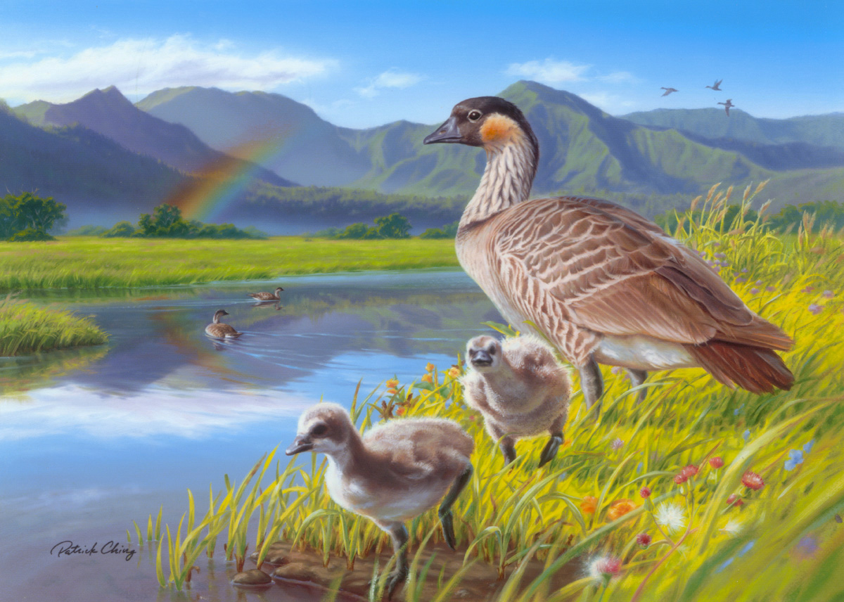 Nene - Anatidae Branta sandvicensis