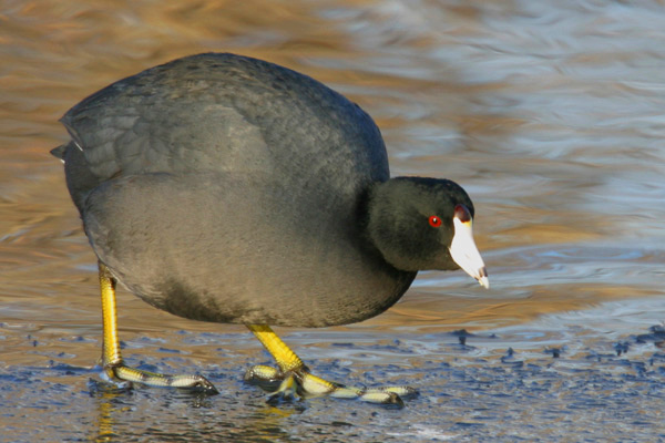 American Coot - Rallidae Fulica americana