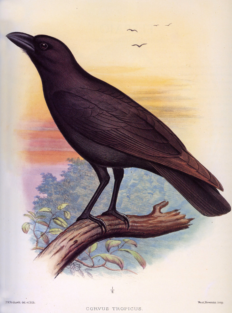 Alala - Corvidae Corvus hawaiiensis