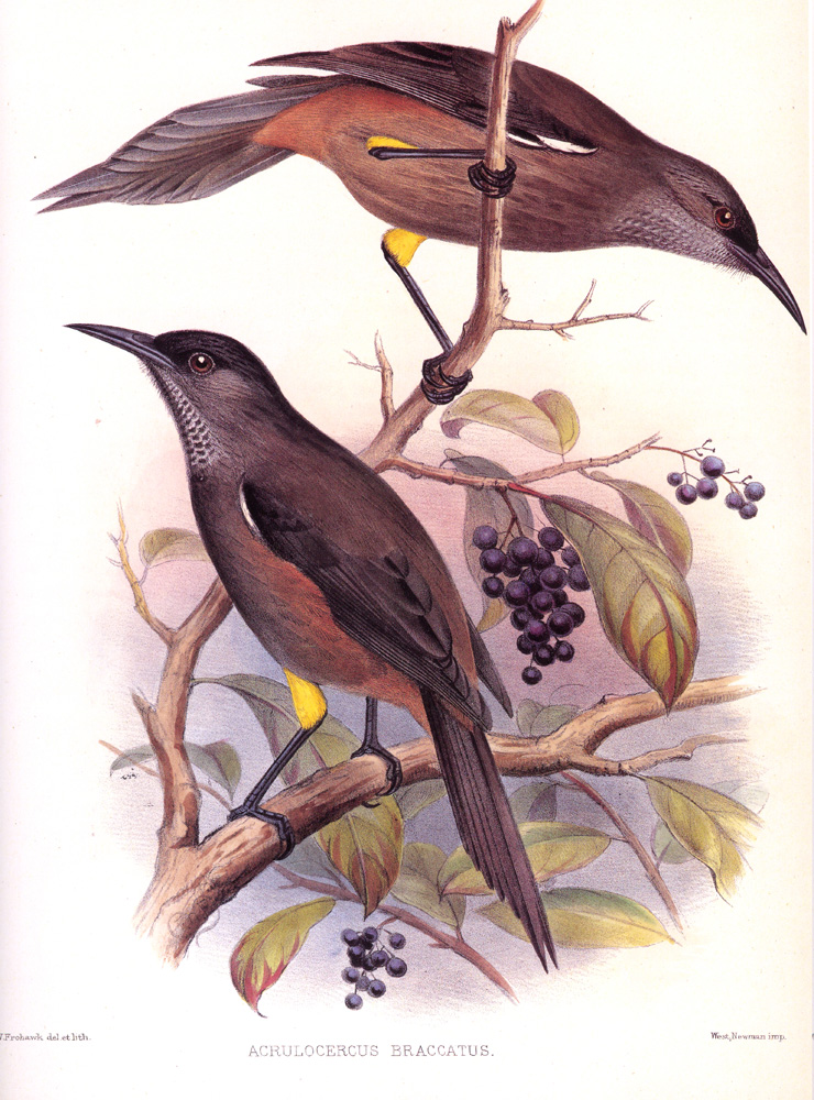 Kauai O'o - Meliphagidae Moho braccatus