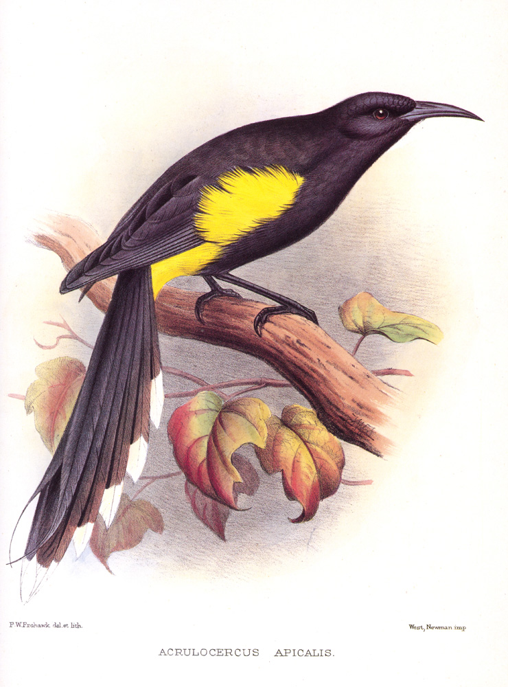 Oahu O'o - Meliphagidae Moho apicalis