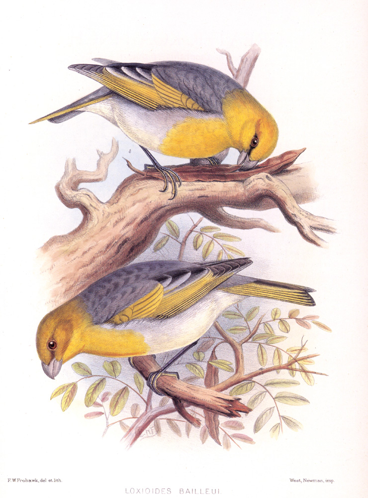 Palila - Fringillidae Lexoides bailleui