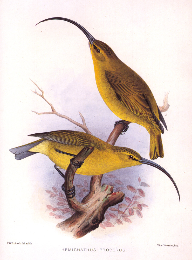 Greater Akialoa - Fringillidae Hemignathus obscurus