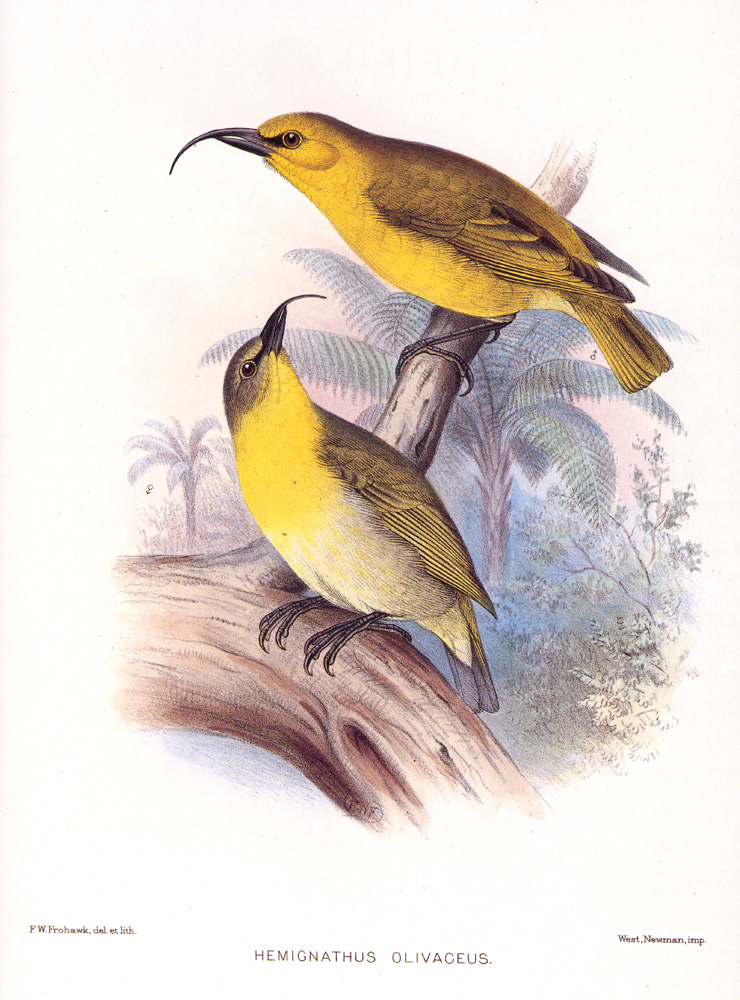 Akiapola'au - Fringillidae Hemignathus munroi