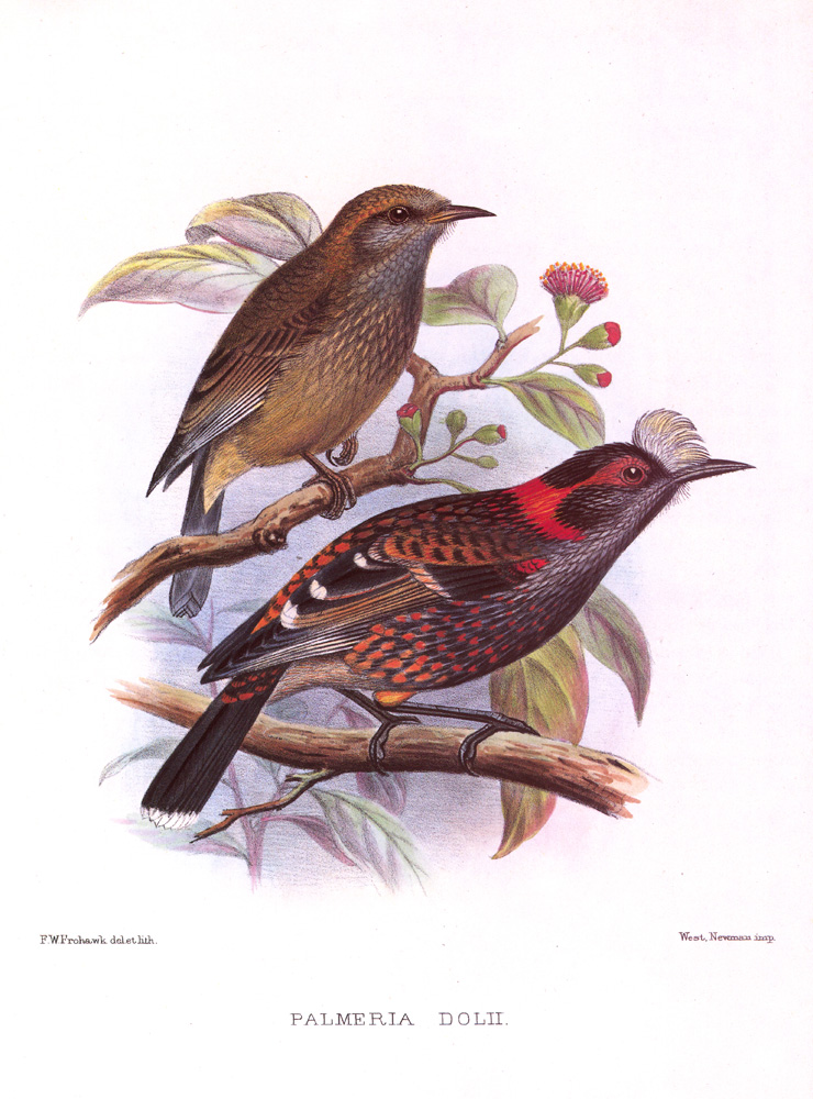 'Akohekohe - Fringillidae Palmeria dolei