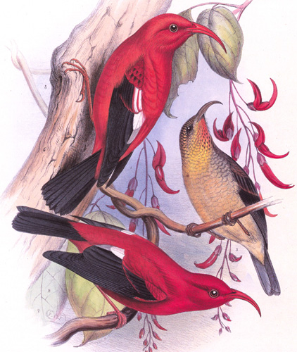 F Frohawk: I'iwi - Fringillidae Vestiaria coccinea