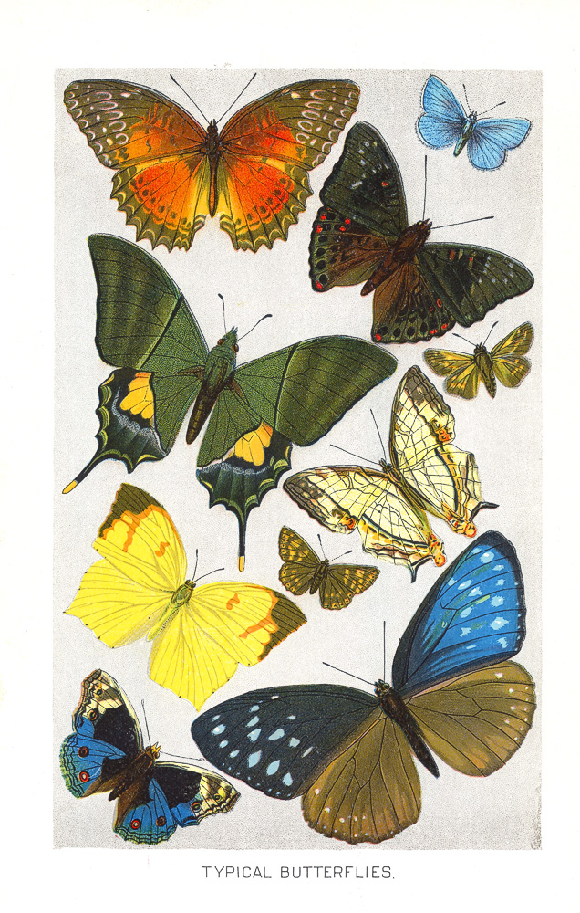 Common Butterflies