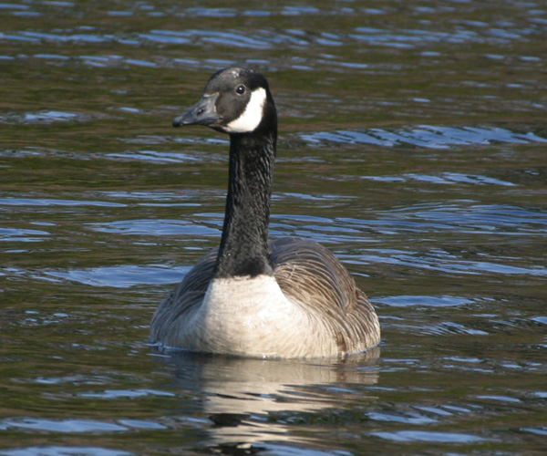 Canada Goose - Anatidae Branta canadensis