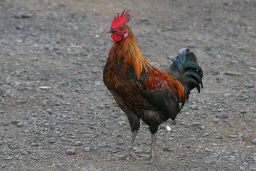 Red Jungle Fowl - Phasianidae Gallus gallus