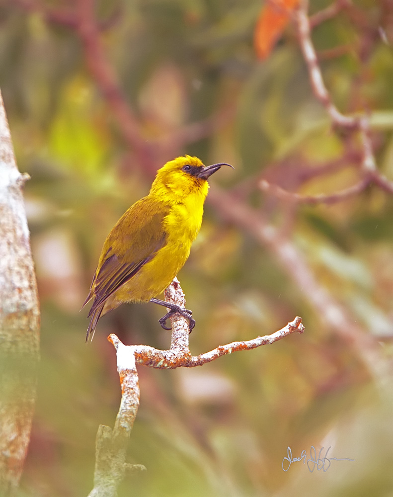 Akiapola'au - Fringillidae Hemignathus munroi