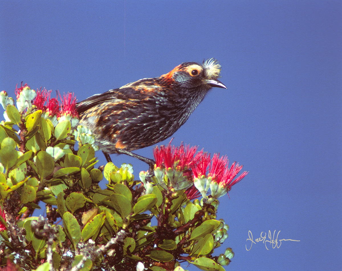 'Akohekohe - Fringillidae Palmeria dolei