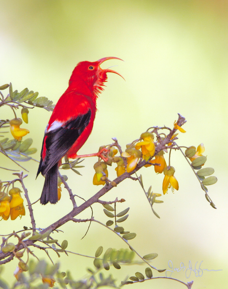 'I'iwi - Fringillidae Vestiaria coccinea