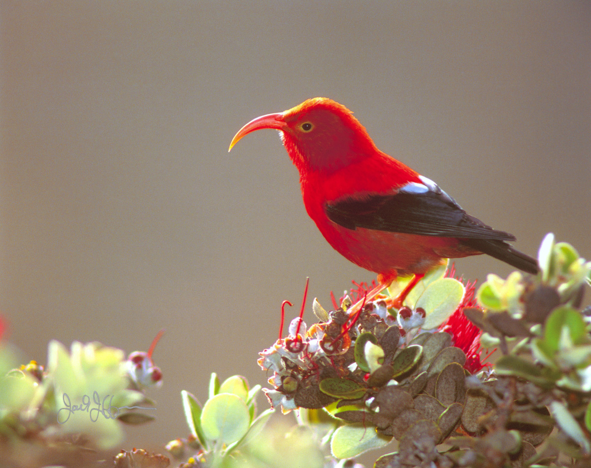 'I'iwi - Fringillidae Vestiaria coccinea