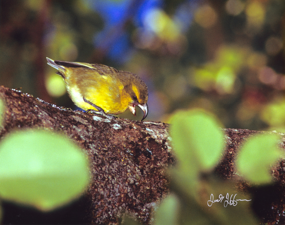 Maui Parrotbill - Fringillidae Pseudonestor xanthophrys