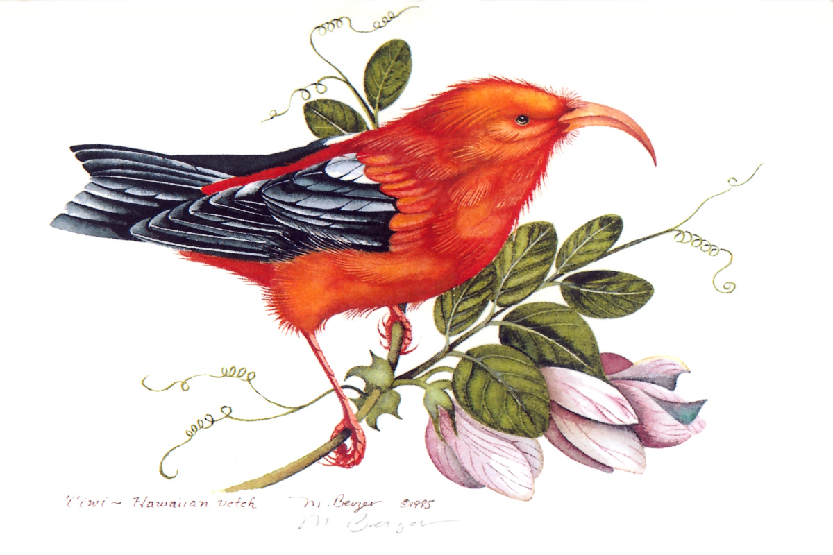 'I'iwi - Fringillidae Vestiaria coccinea