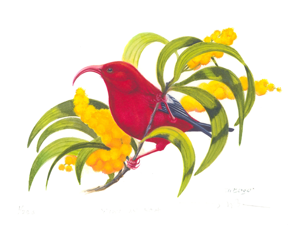 I'iwi - Fringillidae Vestiaria coccinea