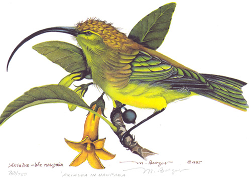 M Berger: Akialoa - Fringillidae Hemignathus obscurus