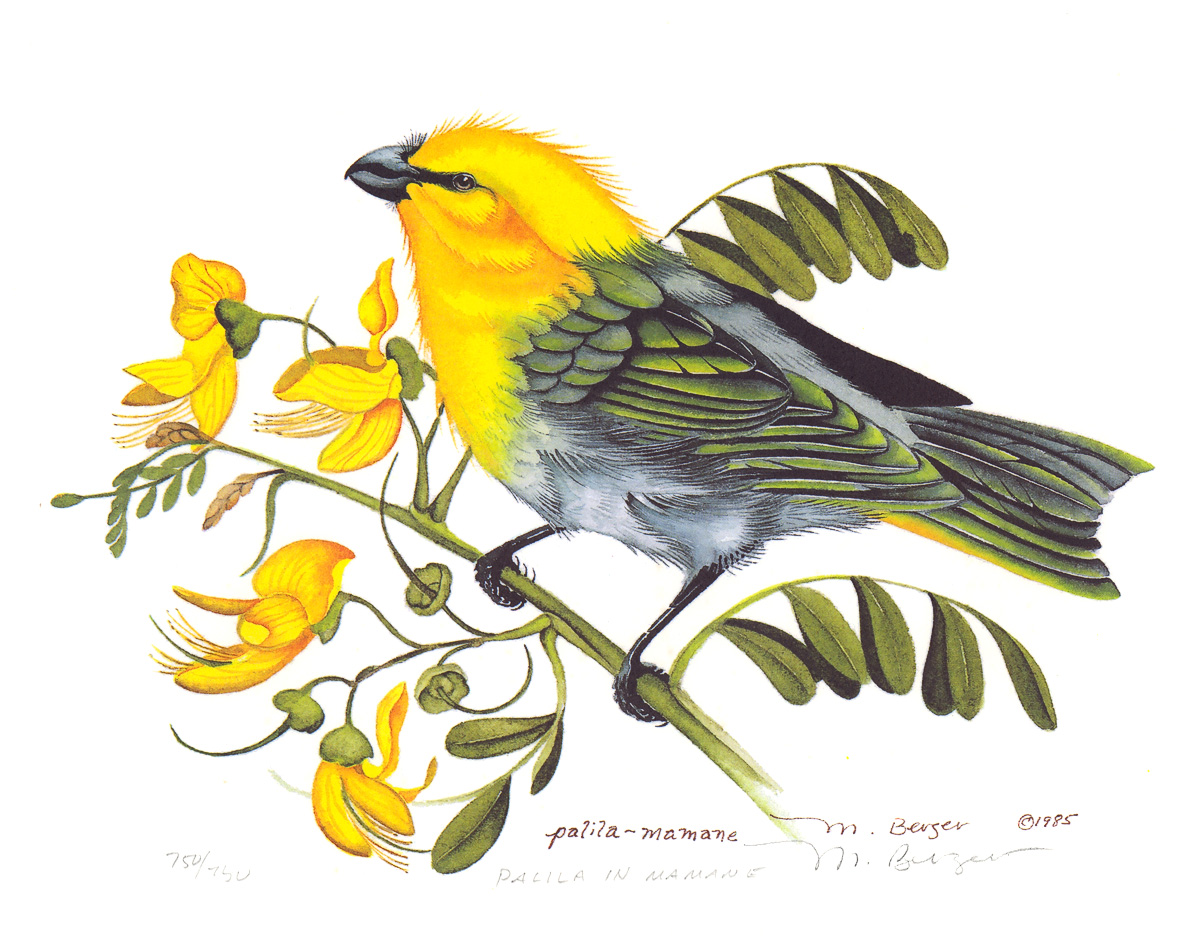 Palila - Fringillidae Lexoides bailleui