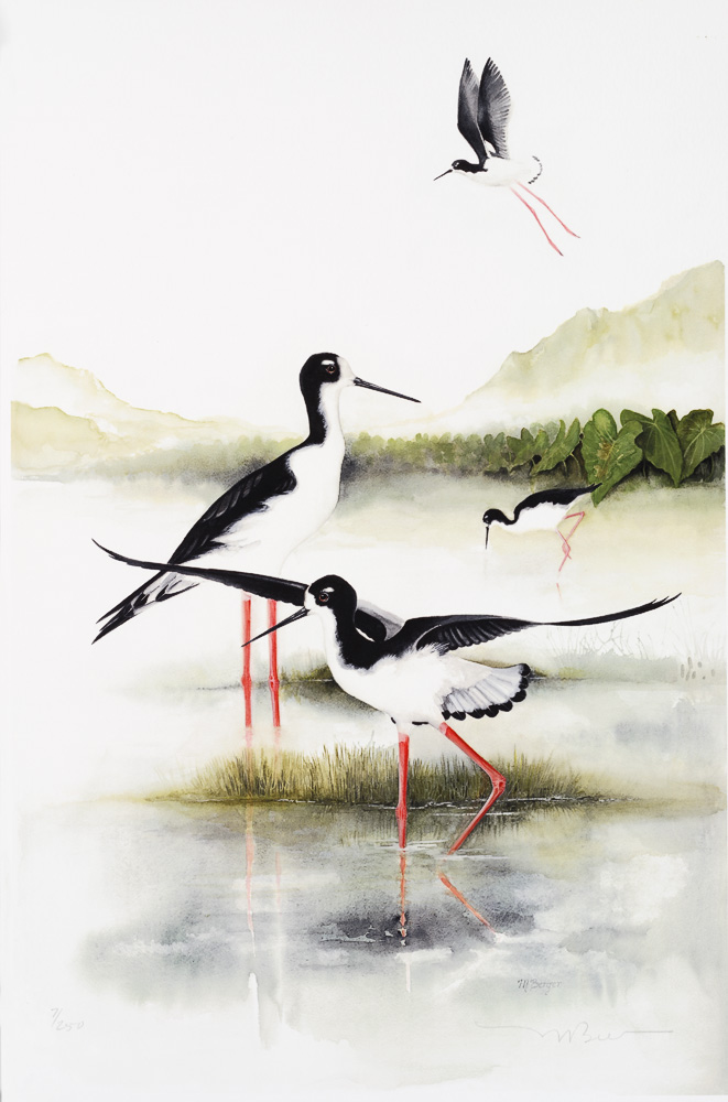 Ae'o - Recurvirostridae Himantopus mexicanus knudseni