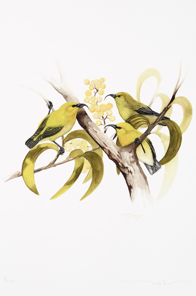 Akia pola'au -  Fringillidae Hemignathus munroi