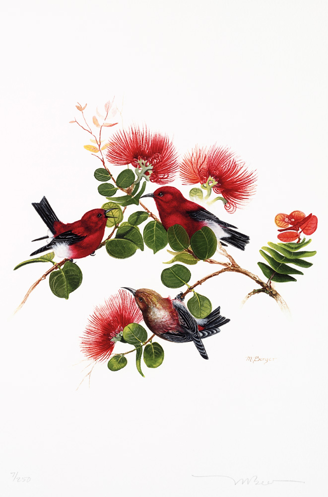 Apapane - Fringillidae Hematione sanguinea