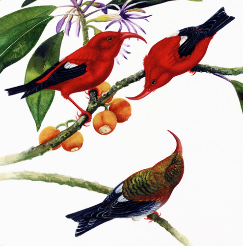 M Berger: I'iwi - Fringillidae Vestiaria coccinea