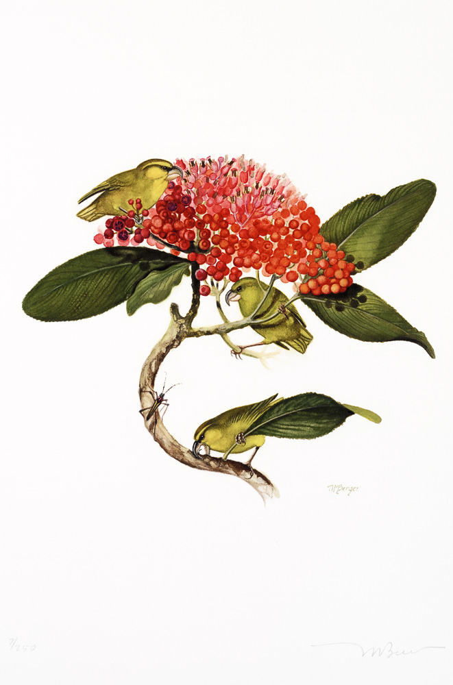 Kiwikiu - Fringillidae Pseudonestor xanthophrys