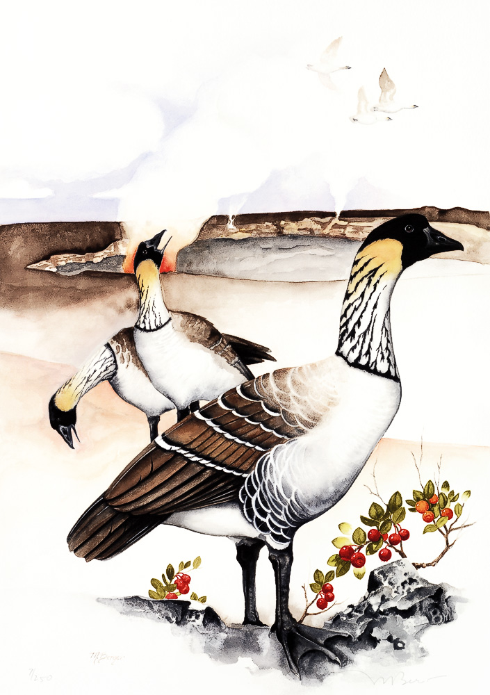 Nene - Anatidae Branta sandvicensis