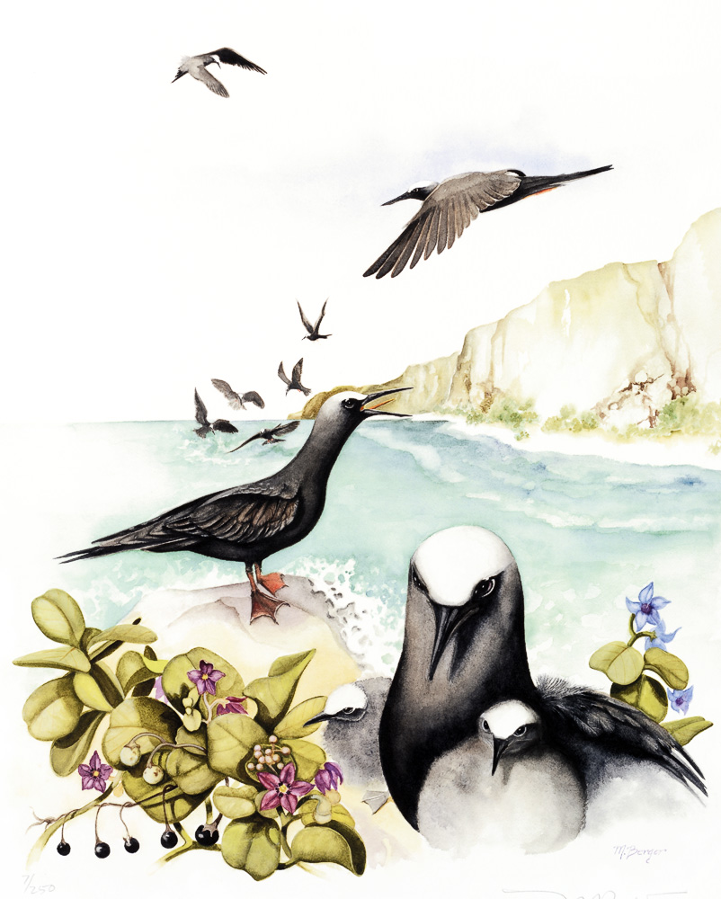 Noio - Laridae Anous minutes melanogenys