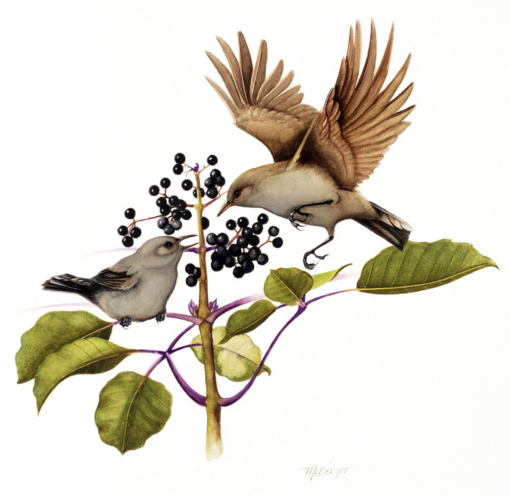 Oma'o - Turdidae Myadestes obscurus