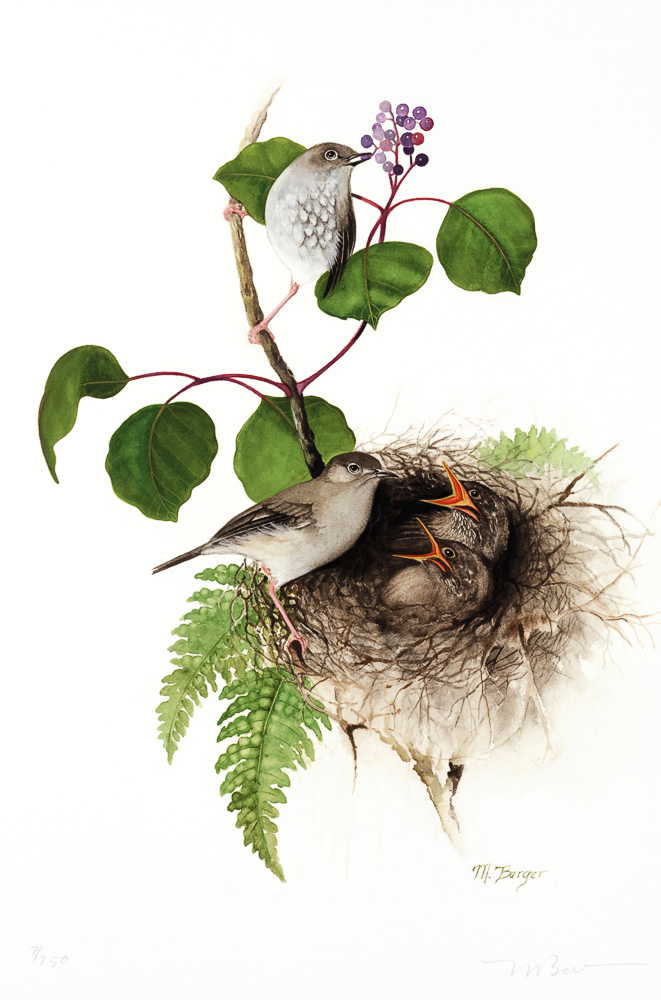 Puaiohi - Muscicapidae Myadestes palmeri