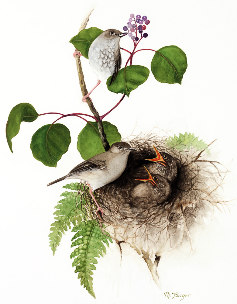 Puaiohi - Muscicapidae Myadestes palmeri