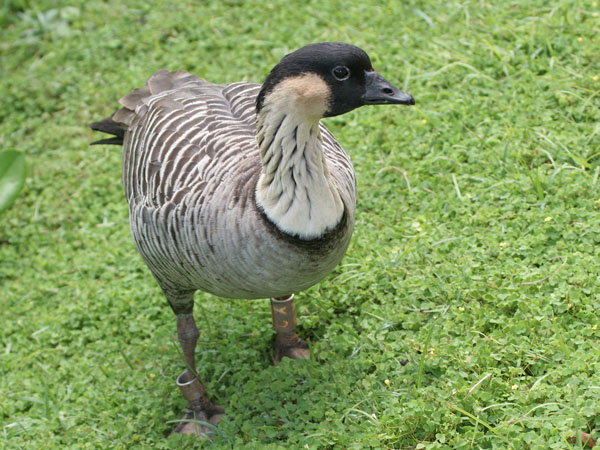 Nene - Anatidae Branta sandvicensis