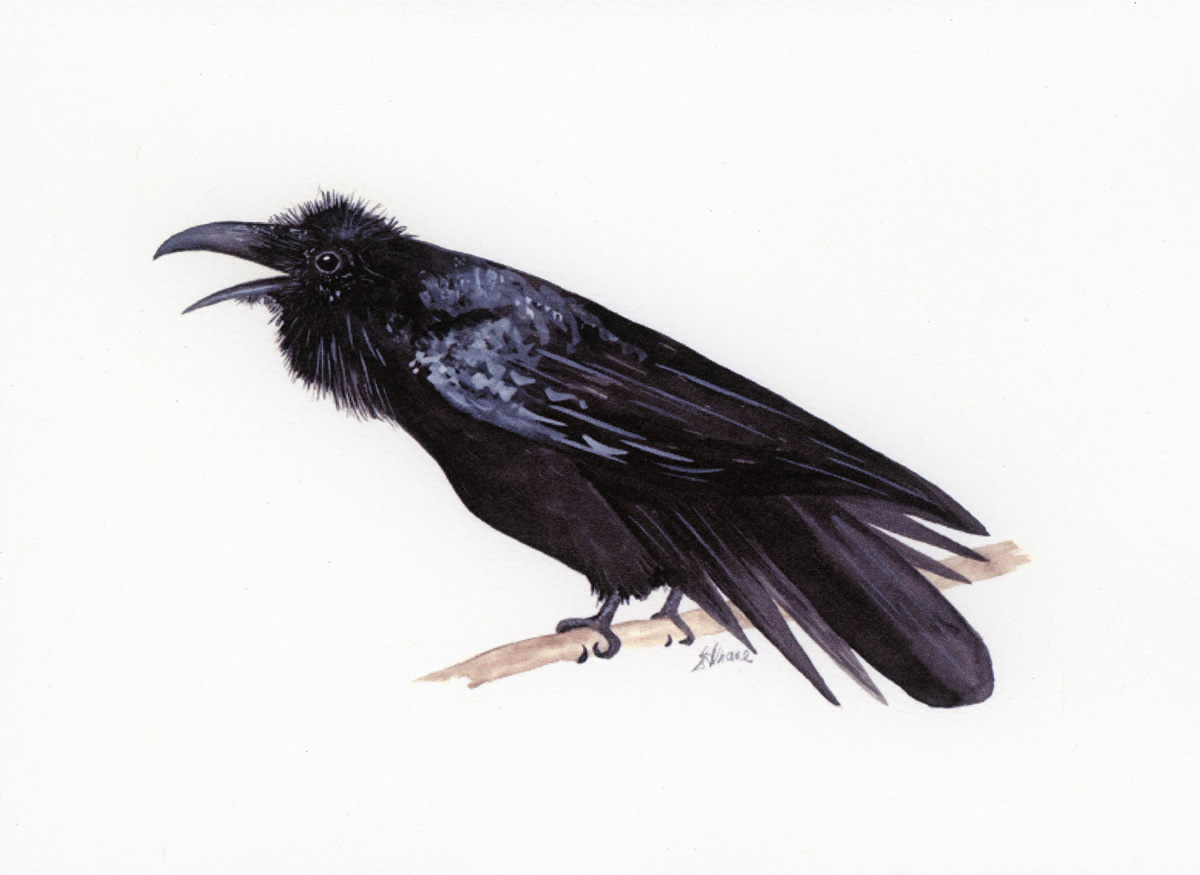 Common Raven, Corvidae Corvus corax