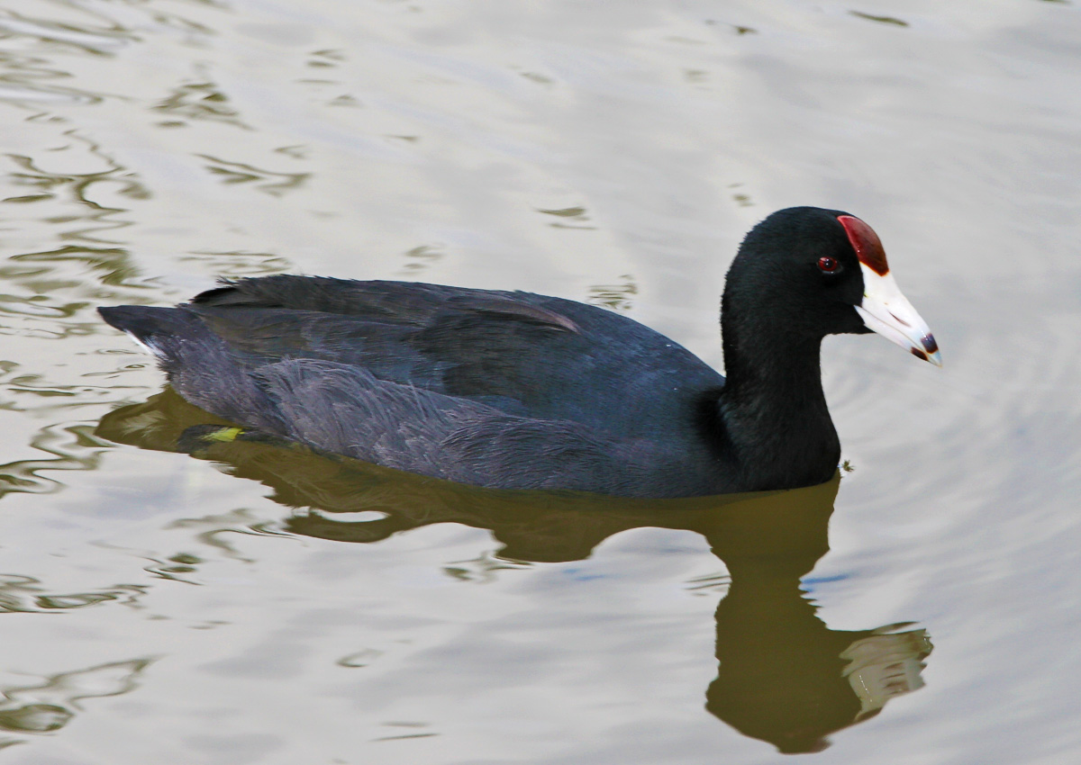 Alae ke'oke'o - Hawaiian Coot - Rallidae Fulica americana alai