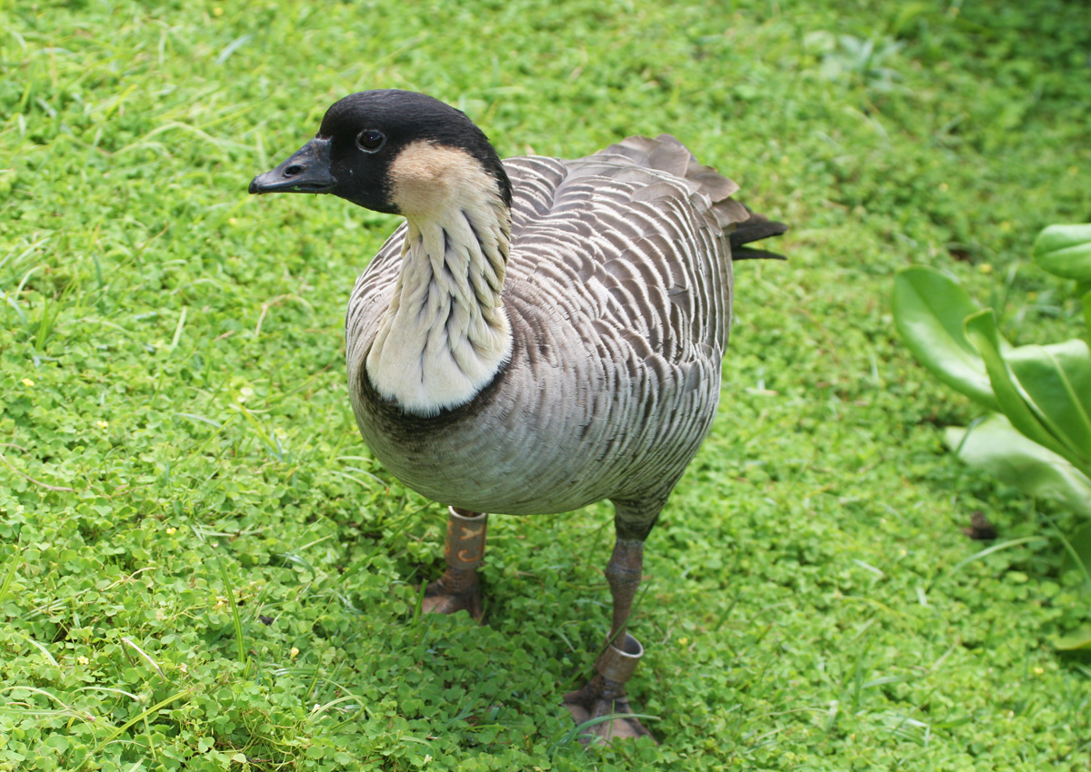 Nene - Anatidae Branta sandvicensis