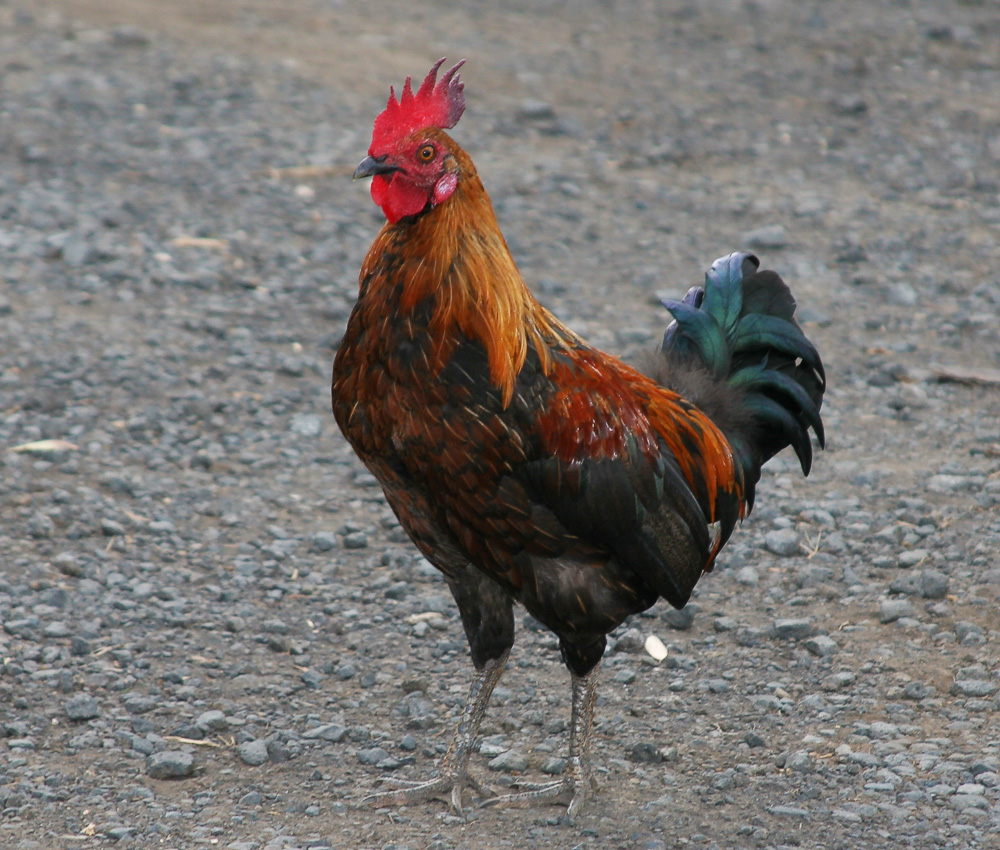 Red Jungle Fowl - Phasianidae Gallus gallus