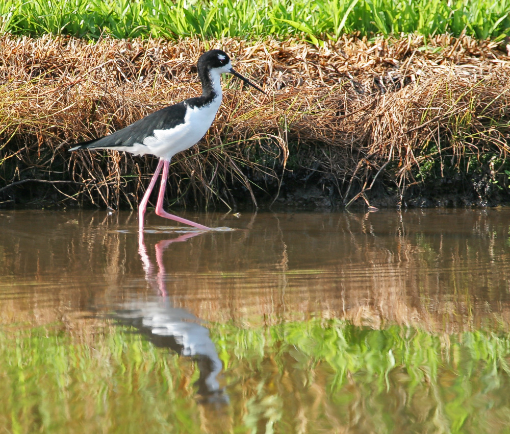 Hawaiian Stilt - Recurvirostridae Himantopus mexicanus knudseni